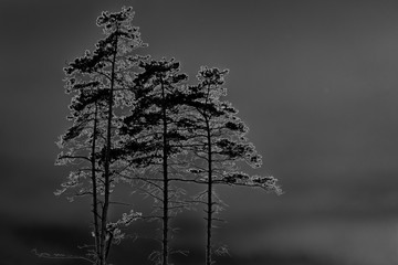 Three pine trees at midnight on the night sky
