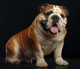 Fototapeta premium English bulldog isolated on a black background