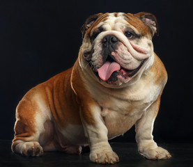 Fototapeta premium English bulldog isolated on a black background