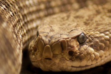 Serpiente cascabel primer plano