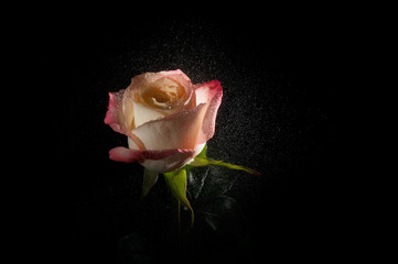 Wet ombre rose