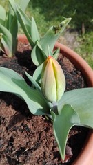 little tulip from holland