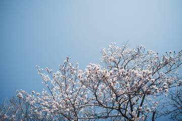 cherry blossoms