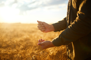 The Hands Of A Farmer Close-up Holding A Handful Of Wheat Grains In A Wheat Field. Copy Space Of...