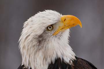 Weisskopfseeadler