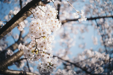 cherry blossoms