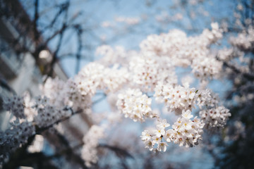 Fototapeta premium spring