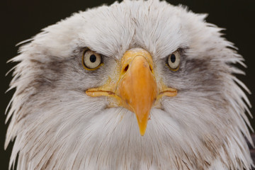 Weisskopfseeadler
