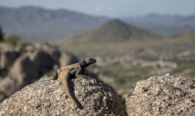 Chuckwalla Lizzard on the rocks off Pinnacle Peak Trail in Scottsdale, AZ,