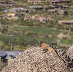  Chuckwalla Lizzard off Pinnacle Peak trail in Scottsdale, AZ. 