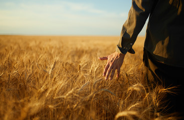 Man With His Back To The Viewer In A Field Of Wheat Touched By The Hand Of Spikes In The Sunset...
