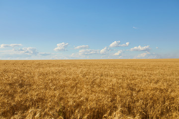 Backdrop Of Ripening Ears Of Yellow Wheat Field On The Sunset Cloudy Orange Sky Background. Copy Space Of The Setting Sun Rays On Horizon In Rural Meadow Close Up Nature Photo Idea Of A Rich Harvest