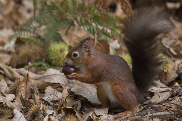 Naklejka na ściany i meble Red Squirrel Eating Chestnut