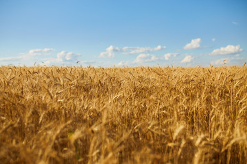 Backdrop Of Ripening Ears Of Yellow Wheat Field On The Sunset Cloudy Orange Sky Background. Copy Space Of The Setting Sun Rays On Horizon In Rural Meadow Close Up Nature Photo Idea Of A Rich Harvest © maxbelchenko