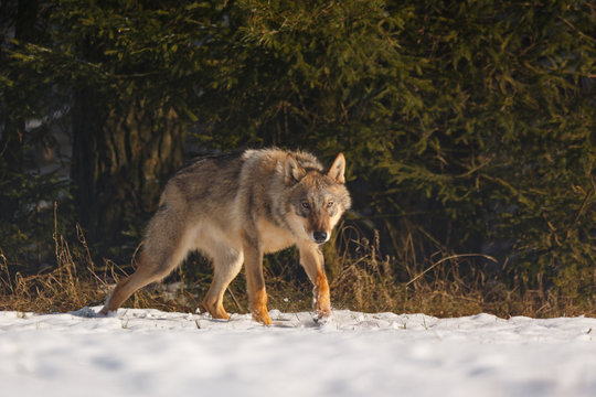 Fototapeta Wolf im Winter