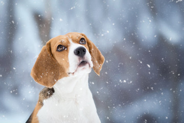 Winter Background with cute Beagle dog looking up