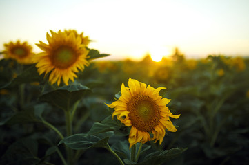 The Beautiful Sunflowers Garden. Field Of Blooming Sunflowers On A Background Sunset. The Best View Of Sunflower In bloom. Organic And Natural Flower Background. Agricultural On Sunny Day.
