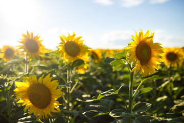 The Beautiful Sunflowers Garden. Field Of Blooming Sunflowers On A Background Sunset. The Best View Of Sunflower In bloom. Organic And Natural Flower Background. Agricultural On Sunny Day.
