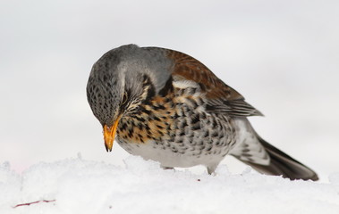 Fieldfare on snow, Turdus pilaris