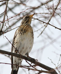 Fieldfare on snow, Turdus pilaris