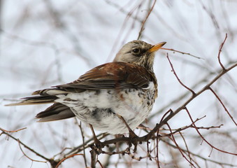Fieldfare on snow, Turdus pilaris