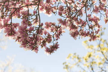 Cherry Blossom Tree