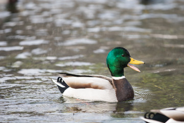 Fototapeta premium Stockente mit offenen Schnabel