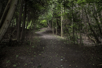 Fototapeta premium sun patches on a empty forest path