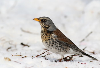 Fieldfare on snow, Turdus pilaris