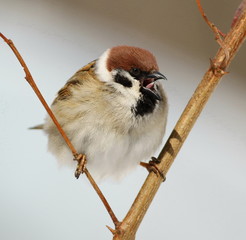 tree sparrow, passer montanus
