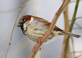 House Sparrow on branch, Passer domesticus