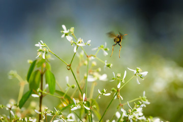 Bee colecting nectar from Euphorbia plant