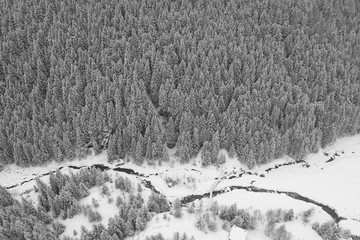 Forest covered with snow, panoramic view from drone. Winter season in the Alps