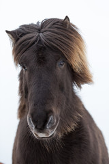 Fototapeta premium Portrait eines jungen Islandpferds mit dicker Mähne
