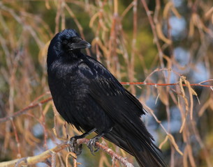 Rook (Corvus Frugilegus)