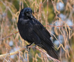 Rook (Corvus Frugilegus)