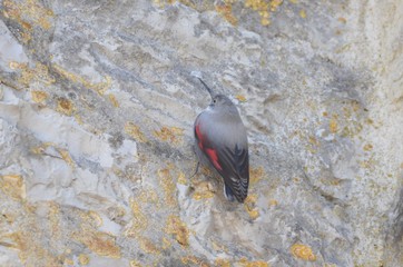 Tichodrome échelette (Tichodroma muraria)