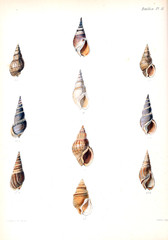 Illustration of shells.