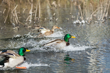 Stockente bei der Landung