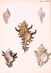 Illustration of shells.