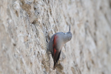 Tichodrome échelette (Tichodroma muraria)