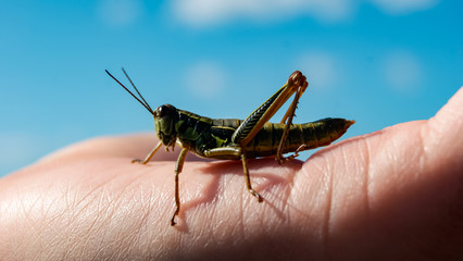 Close-up of grasshopper on the palm, blue sky background