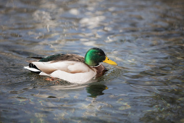 Obraz premium Stockente im Wasser