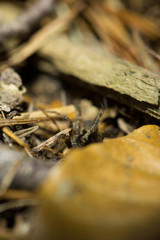 Spinne
