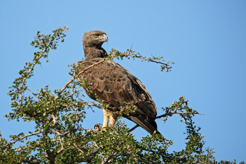 Martial Eagle - Polemaetus bellicosus, large colourful eagle from Kenya, Taita hills reserve.