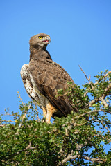 Martial Eagle - Polemaetus bellicosus, large colourful eagle from Kenya, Taita hills reserve.