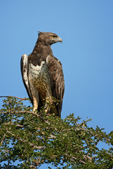 Martial Eagle - Polemaetus bellicosus, large colourful eagle from Kenya, Taita hills reserve.