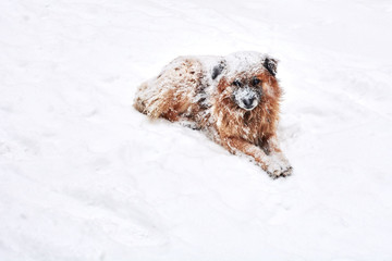 The abandoned stray dog freezes into a snow Blizzard. Social problem of stray animals.