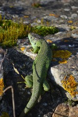 Lézard vert occidentale (Lacerta bilineata)