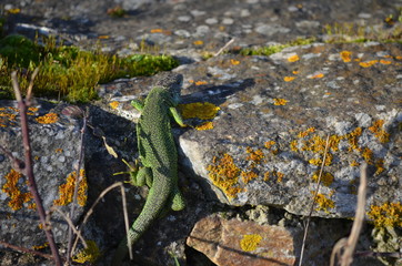 Lézard vert occidentale (Lacerta bilineata)